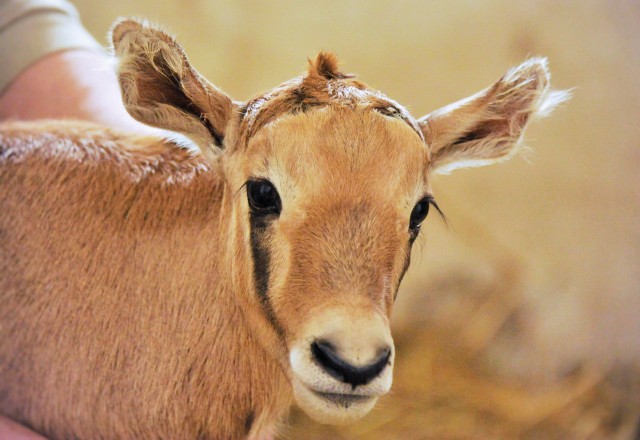 Ritka antilop született  Állatparkunkban!  