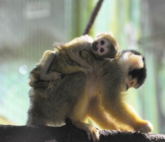 Bolíviai mókusmajom született Állatparkunkban! 