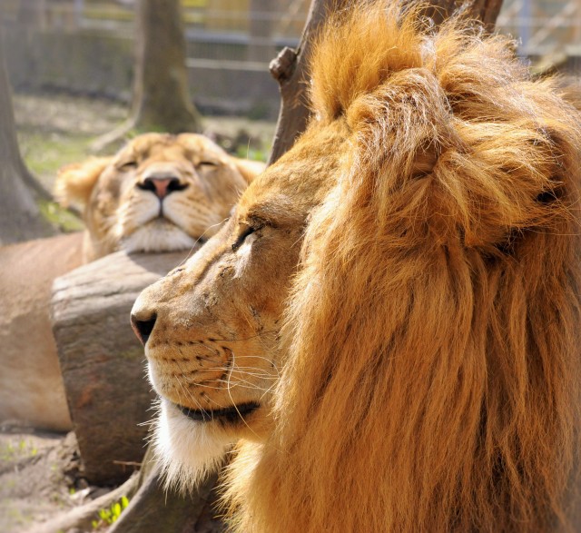 Zeusz az új király!