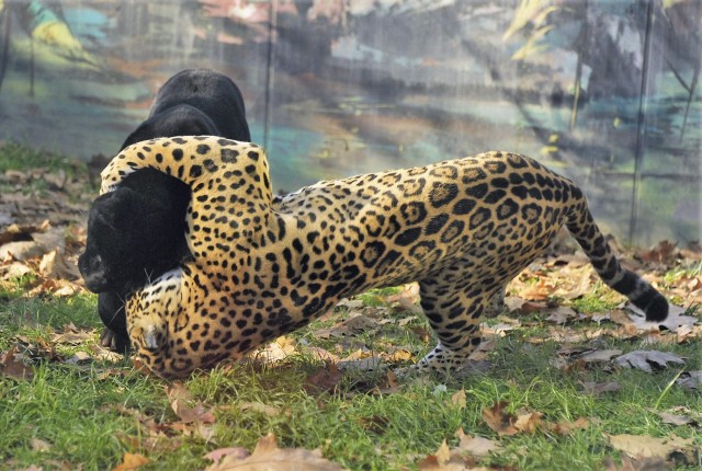 Uniós fejlesztések nyílt napja 2016 november 20-án