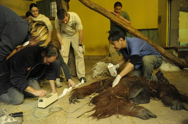 Részletes állatorvosi vizsgálaton esett át Joey, Állatparkunk 17 éves  borneói orangután ( Pongo pygmaeus pygmaeus) hímje.  