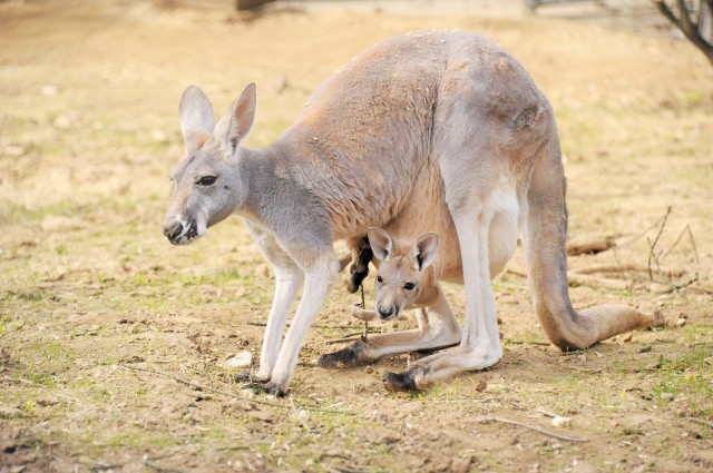 Vörös óriáskenguruéknál is kopogtatott a gólya