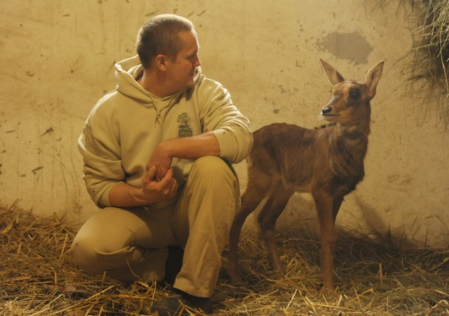 Fekete lóantilop (Hippotragus niger) született Állatparkunkban.