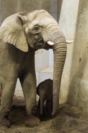 Megszületett a várva-várt afrikai elefántborjú!