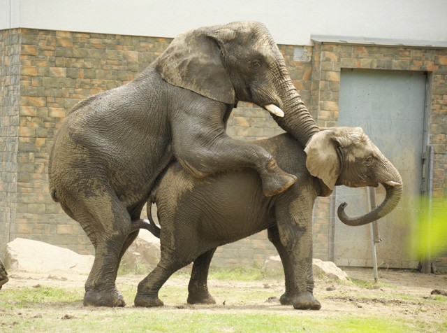 Elefánt nász Nyíregyházán