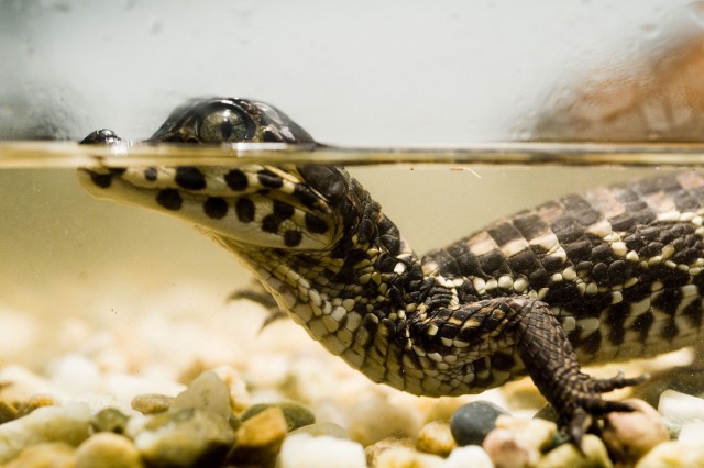 Újra megnyílt a Hüllő ovi!