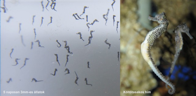 Hosszúorrú csikóhalak  (Hippocampus reidi) keltek ki Állatparkunk Ócenáriumában!