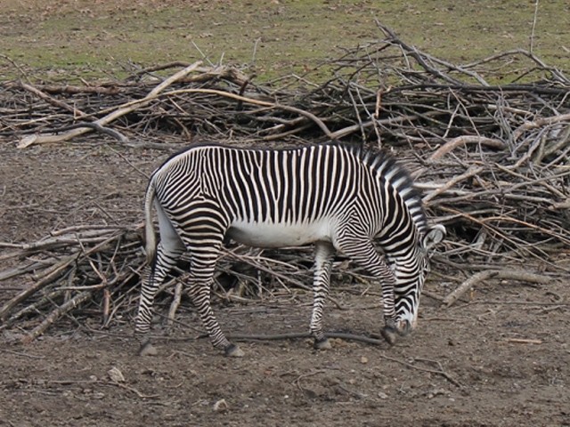 Feleségeket kapott Füles, az ország egyetlen grevy zebra hímje!
