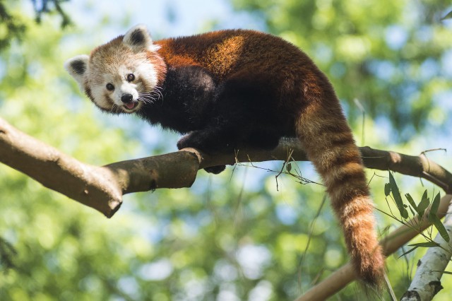 Kis panda a SóstóZoo-ban!