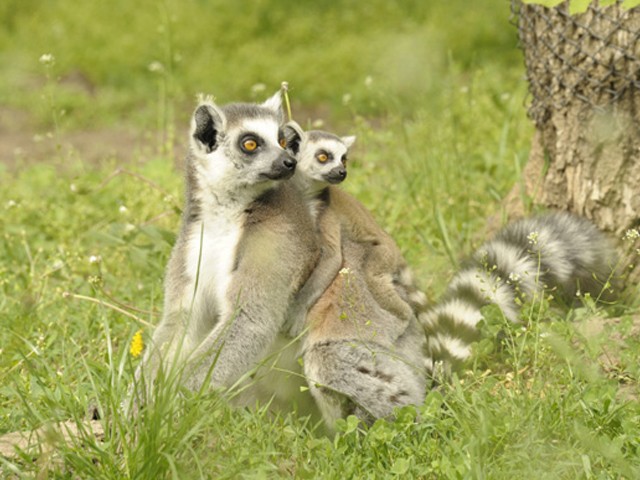 Gyűrűsfarkú maki paradicsom Nyíregyházán!