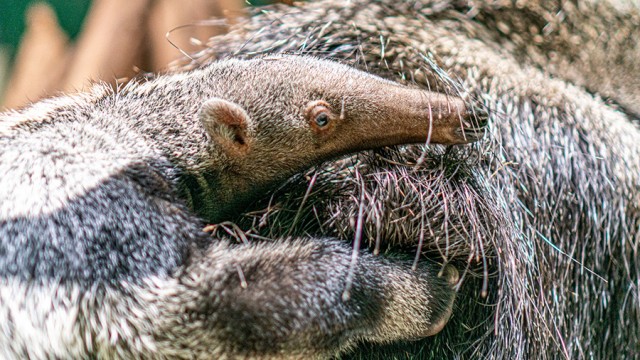 Sörényes hangyász született Állatparkunkban