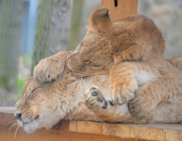 Már látogatóink is megtekinthetik Mázlit, az Ukrajnából mentett kis oroszlánt