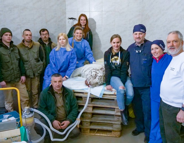 Nemzetközi szakemberekből álló állatorvosi csapat végzett beavatkozást Állatparkunk fehér tigrisén.