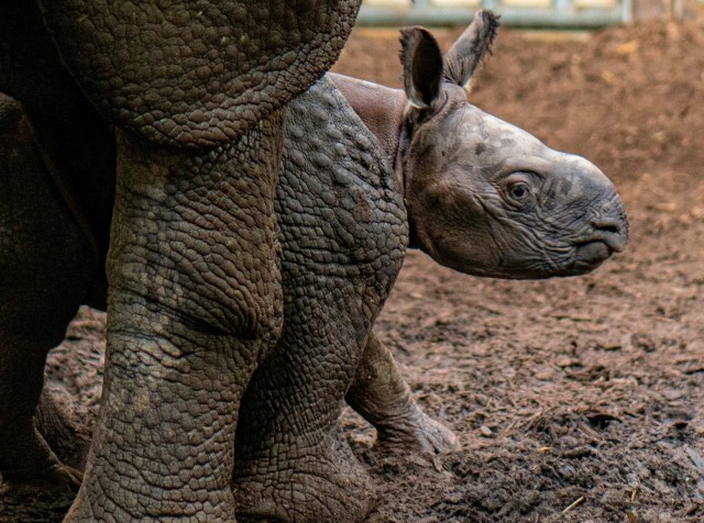 Indiai orrszarvú született Állatparkunkban
