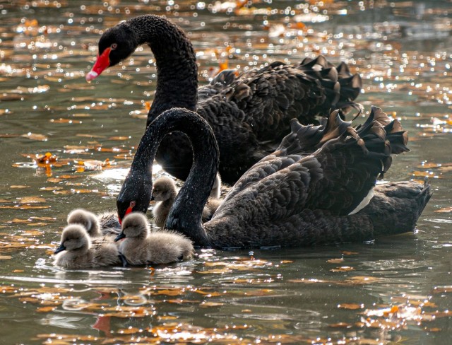Fekete hattyú fiókák keltek ki Állatparkunkban