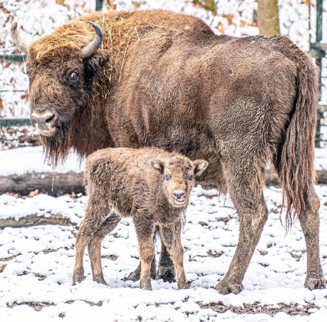 Európai bölényborjú született a Nyíregyházi Állatparkban