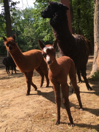 Különleges arcszőrzet mintája miatt, tréfás nevet kapott az 1 hetes alpakánk!