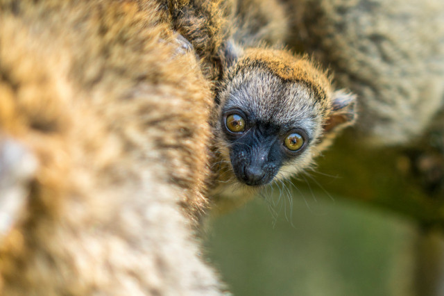 Mayotte maki született