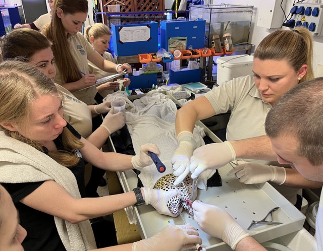 Muréna a műtőasztalon