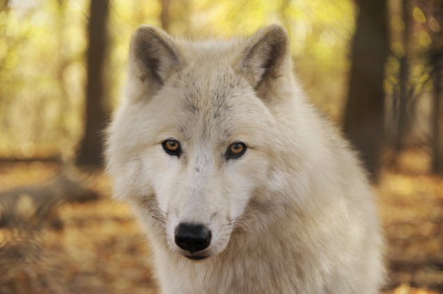 Utaznak a fehér farkasaink!