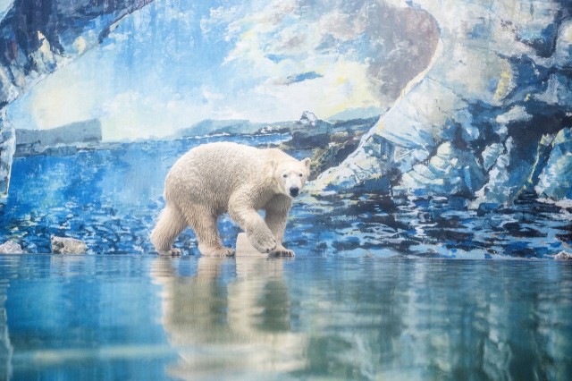 Beköltözik a jégkorszak a Nyíregyházi Állatparkba