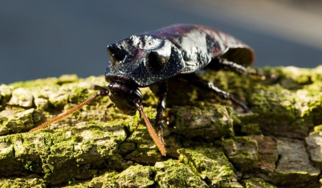 Halloween a Nyíregyházi Állatparkban
