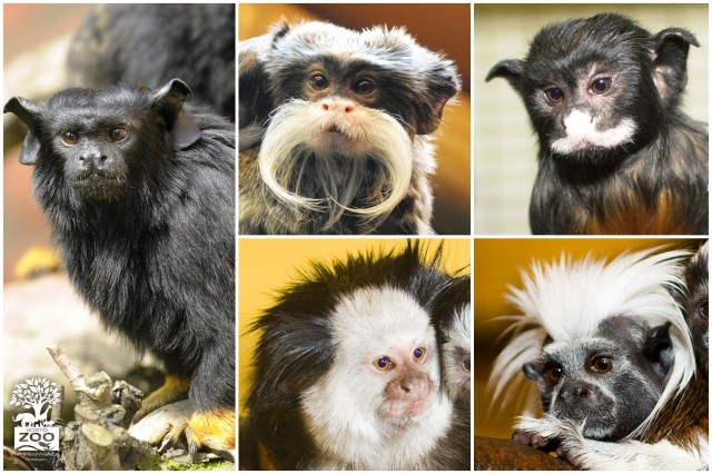 Ismerd meg a világ legkisebb majmait! 