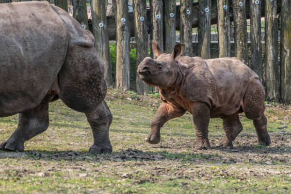 Már látható a külső kifutóban is az ország egyetlen indiai orrszarvú bébije