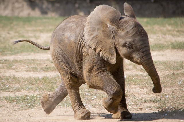 Adj nevet a kis afrikai elefántnak!