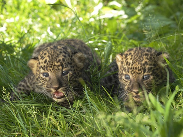 Családi örömök érték Állatparkunk afrikai leopárd párját!