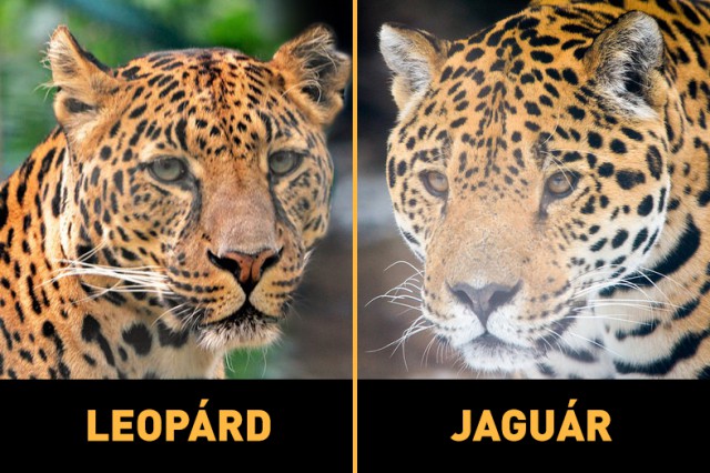 Jaguár vagy Leopárd?  Állatparki tudakoZoo  