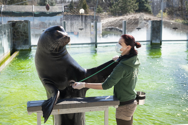 Tisztelt Vendégeink!   Sajnálattal értesítjük Önöket, hogy Állatparkunk ideiglenesen nem fogad látogatót.