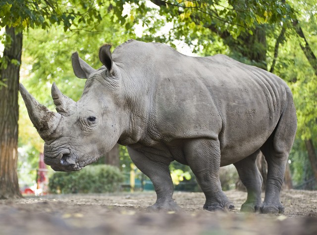 Állatságok-- avagy vélt vagy valós hiedelmek az állatokról.