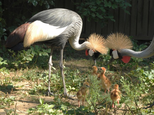Koronásdaru fiókák az Állatparkban!
