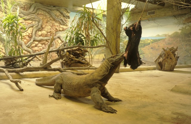 Így ebédel a sárkány!