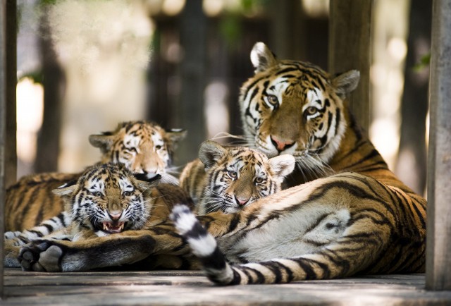 A látogatók szavazatai alapján a szibériai tigrisek lettek Állatparkunk sztárcsemetéi! 
