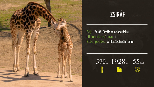 Hamarosan újabb részekkel jelentkezik a ZOO Tv