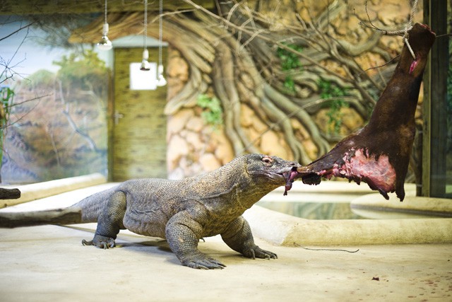 Sárkány edzés a Nyíregyházi Állatparkban!