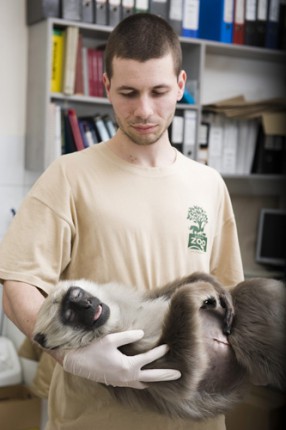 Sürgős életmentő műtétet kellet végrehajtani a hulmánon