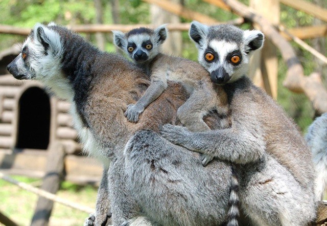 4 apróság született a gyűrűsfarkú maki családban!