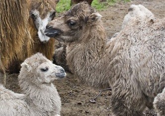 Hófehér tevecsikók születtek Állatparkunkban!