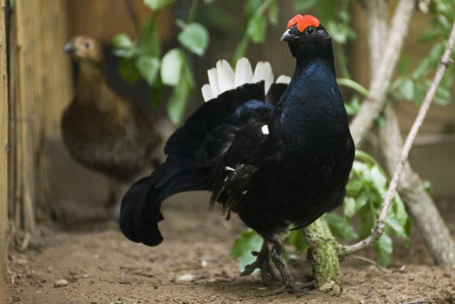 Nyírfajdot a Nyírségbe!