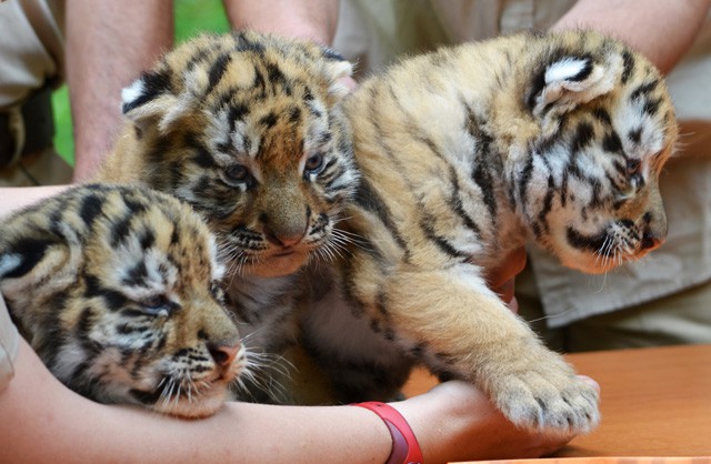Bemutatkoztak az ország leghíresebb tigris párjának csemetéi!