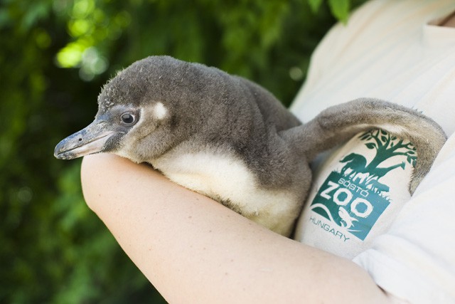 Pingvinfiókák keltek ki Állatparkunkban!