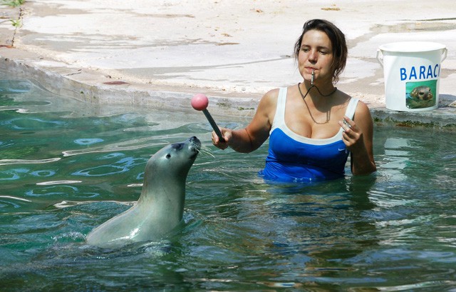 Fóka-oviba jár Barack, az ország első borjúfóka bébije!