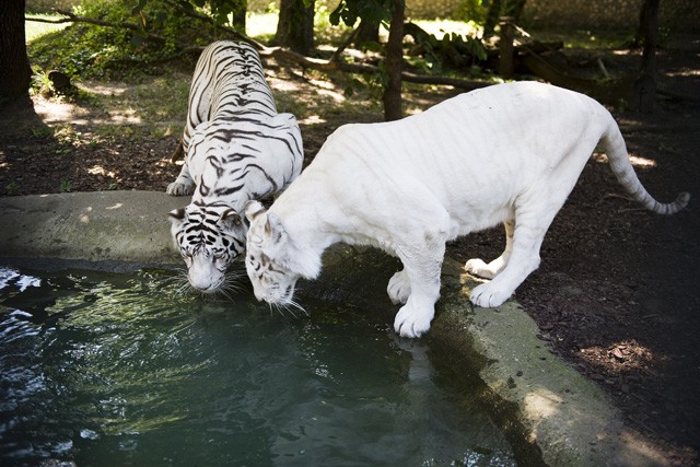 Három fehér tigrissel gazdagodott  Állatparkunk nagymacska gyűjteménye!