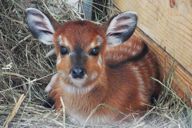 Szitatunga született Állatparkunkban!