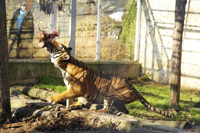 Zoológiai szenzáció Állatparkunkban! Maláj tigris a SóstóZoo-ban!