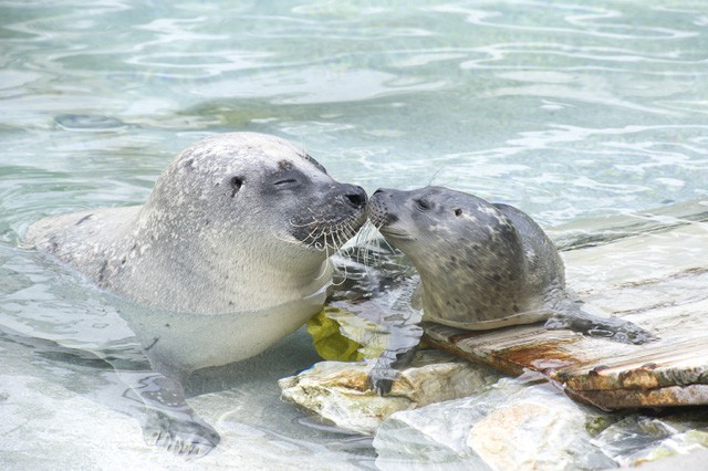 Szavazz, ki legyen az év állata a Nyíregyházi Állatparkban!