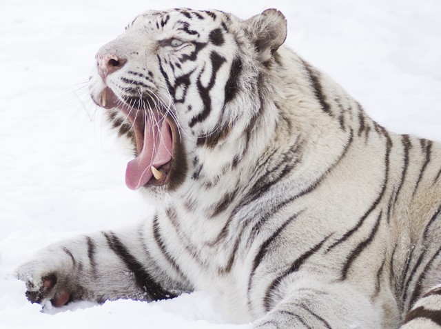 Lehullott a lepel, kiderült ki lett az év állata Állatparkunkban!